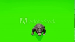Dynamic loop: Agile crocodile gracefully moving against a chroma key green backdrop. Ready for seamless integration into your visuals.