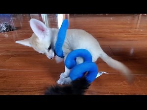 Baby Fennec Fox ATTACK!!!