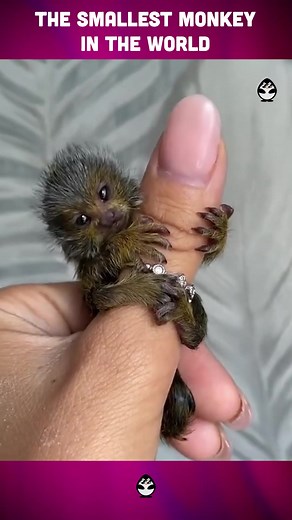 CUTEST THING YOU'LL SEE TODAY #monkey #smallest #cute #fyp #foryoupage #realpenguinofficial #realpenguin