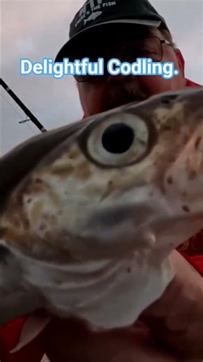 Omg cheeky little codling. #fishing #fish #angler #cod