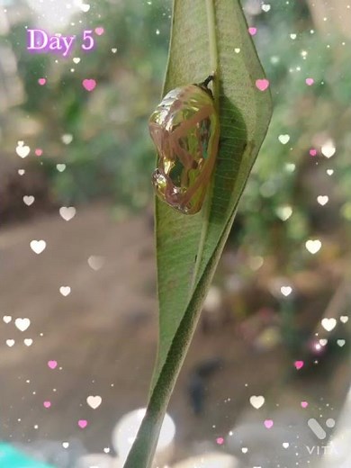 Pupa to butterfly stage🦋..#butterflies growing 🦋..#caterpillar🐛 to butterfly 🦋..