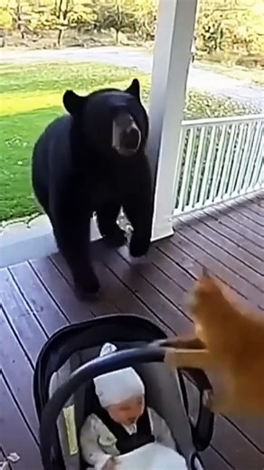 the cat saved the kid from the bear 🤯 #shorts