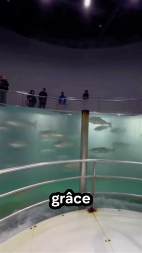 🐟 Le poisson le plus rapide de l’aquarium ! #poisson #animaux #nature