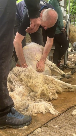Learn to shear at any age with the shearing school 🐏