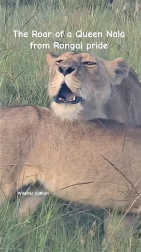 Queen Nala and the mother of lovely Orpadancita roaring along with pride in Masai Mara grasslands