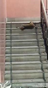 Drunk Monkey Gone Crazy 😂🍌 | Funniest Monkey Moment #shorts #monkeyvideo #funnyvideo #funnymonkey