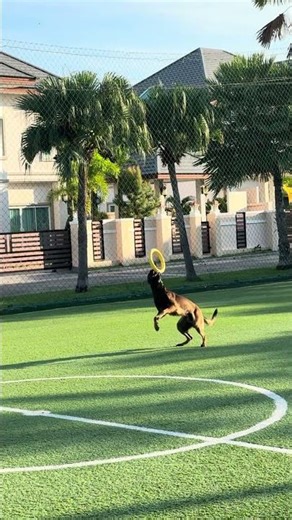Our Malinois, Charlie. On the Field. На поле