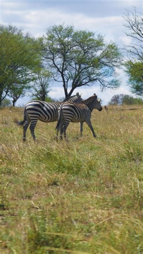 Guests often describe SkySafari as the easiest way to experience East Africa’s diversity in one journey. One recent traveller shared: “We researched a lot of options before our first safari and chose SkySafari’s 13-day East Africa trip. We saw everything we’d hoped to see and more. Traveling by plane saved hours on the road and gave us time to focus on wildlife instead of transit.” From seamless flights to consistent service across Kenya and Tanzania, every detail is designed to make travel effi