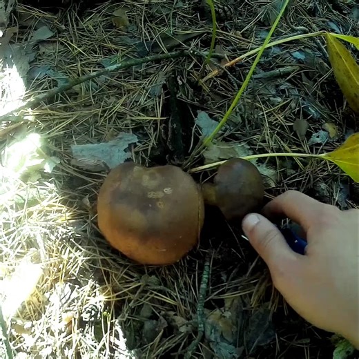 mushroom day #nature #hiking #campping