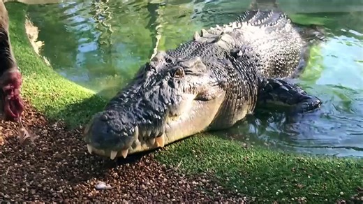 La morsure d'un crocodile vue de près... ça fait peur