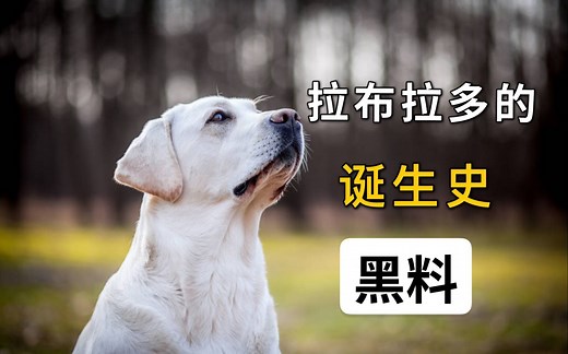 扒一扒拉布拉多的诞生史，以及它的老底