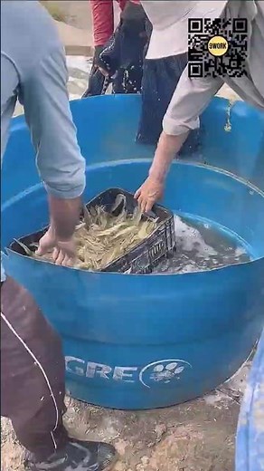 Shrimp Harvesting Process at Aquaculture Ponds #9work