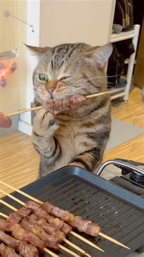Nom nom | Love Cats &Meow Meow
