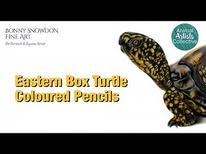 Animal Artists Collective - drawing an Eastern Box turtle with Coloured pencils