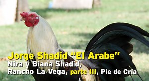169K views · 6.2K reactions | Jorge nos comenta de las topas, la sanidad y del soporte de un Veterinario, la edad a la que los juega y sobre la selección de los sementales y las gallinas. | Pie de Cría oficial | Facebook