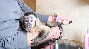 18K views · 840 reactions | MonkeyBoo and baby monkey Happy take a relaxing bath! Boo even soaks in his "hot tub"! Always like and SHARE MonkeyBoo with a friend! | MonkeyBoo | Facebook
