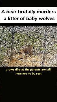Bear attacks wolf pups: nature's brutal side #fok #animals