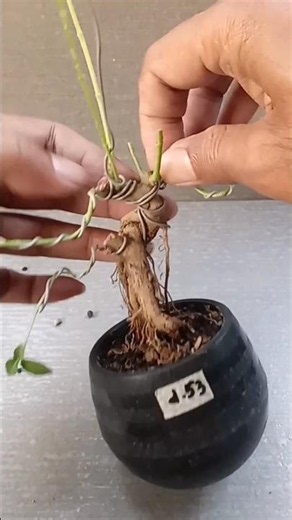 How To Bonsai Dynamic Tree Movement Fast 🔥🔥🔥