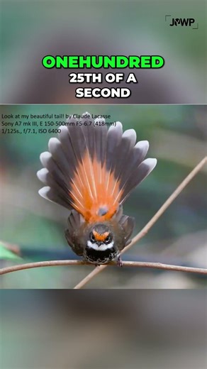 Amazing Tail Photo Secrets Sony A7III Settings Revealed! 1