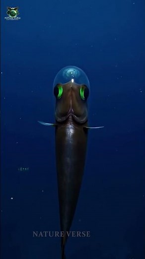 The Fish With a Transparent Head! 🤯 #OceanFacts