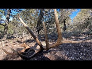 Arizona shed hunting 2023 (WMAT) 197 antler, 397 set