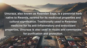 Exploring Rwandas Biodiversity: Top 10 Native Plants You Need to Know