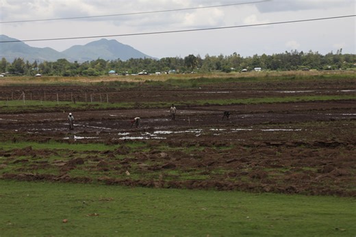 Ondago Swamp: Once a bird haven, now a shrinking wetland under siege