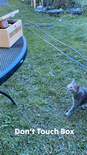 my cats vs useless box funny cool gadget 😎 #shorts