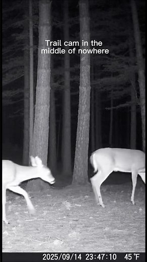 Trail Cam Captured Something Watching The Deer…