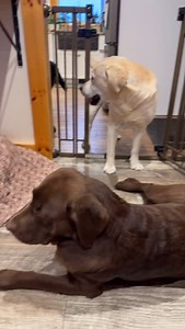 What’s it like having an intact male and an intact female under the same roof? Well it’s a bit like this though Goose is being pretty polite at this point, although annoying if you are Harlee 😅 Goose will also howl if he can’t get to her. He will pant and pace when he’s around her but she doesn’t want his affections. He can be relentless and to be honest, it’s really not fair to Goose. I would never suggest keeping intact dogs of the opposite sex in one household, under the same roof. The only 