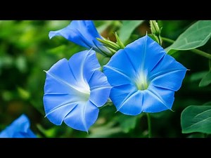 SEPTEMBER SYMBOLS - MORNING GLORY FLOWER SYMBOLISM AND MEANING #history #symbols