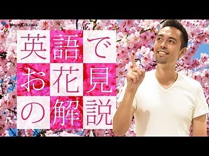 Let's explain the beautiful Japanese culture of "cherry blossom viewing" in English [#193]