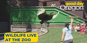 Oregon Zoo’s ‘Wildlife Live’ flies in for the summer
