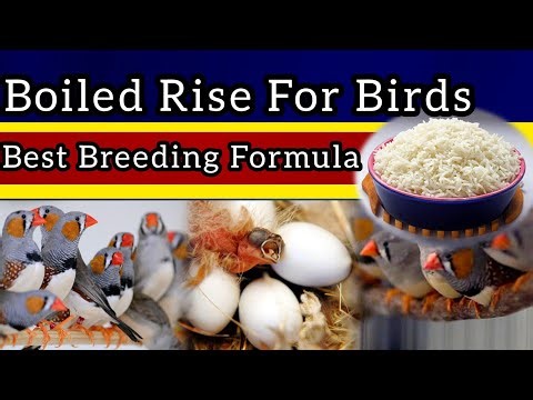 Boiled Rice for Birds | How to Give & Amazing Health Benefits / Boiled Rice for Finches