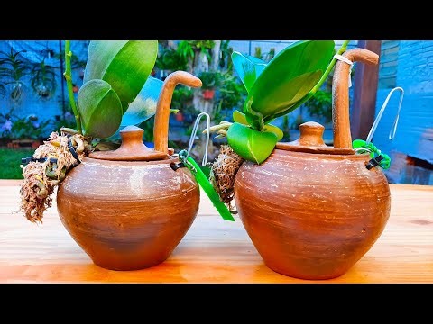 Técnica para ENRAIZAR MUITO RÁPIDO as orquídeas