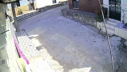 Vídeo mostra momento em que cadela é atropelada por carro no São Jorge