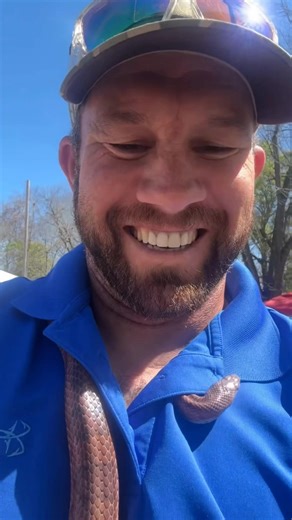 Corn Snake Craziness