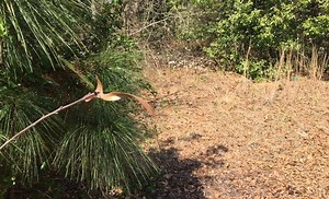 Wildfire season arrives in Alabama