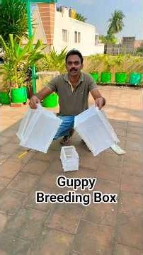Amazing Guppy Breeding Box 🐟,🗳️