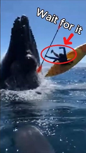 Kayaker Terrified as Whale Breaches Beneath Handheld Ocean Footage
