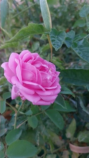 Beautiful Red Roses 🌹 #shorts #shortvideo #shortsfeed