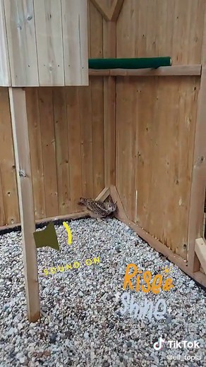 Willow's Melodic Hoots: Owl Sound Symphony