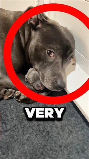 This Dog Became A Mom For The Very First Time
