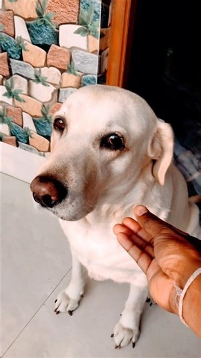 🤗😘Akdom chupi chupi aj Soso #cute#sortsvideo