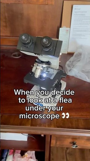 Flea Under Microscope #microscope #flea #science