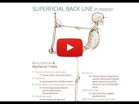 Sample Lecture: Myofascial Meridians Introduction