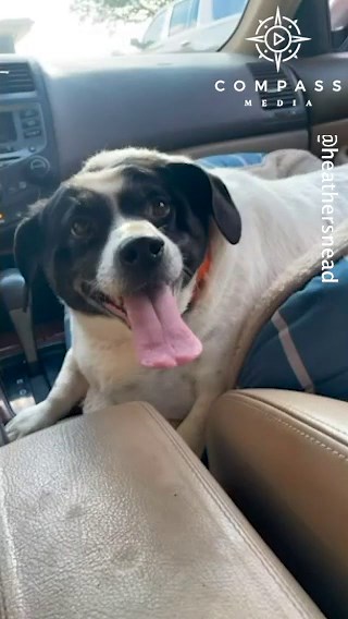 Fat Dog That Couldn't Scratch Own Ear Loses 15kg