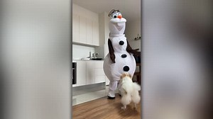 Dog Called Elsa Who Loves Olaf Comfort Toy Surprised By Life-Size Olaf Wild-ish TV