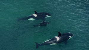 Why do orcas travel in family pods?