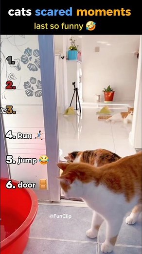cats scared moments #ranking #funny #funnyanimals #catshorts #catlovers #catscared